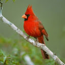 A Google A Day - In 1590, the settlers of an English colony were found to have disappeared, leaving behind only a single word. The explorer who established this colony now has a state capital named after him. What is the state bird of this state? Image_answer_130x130_cardinal