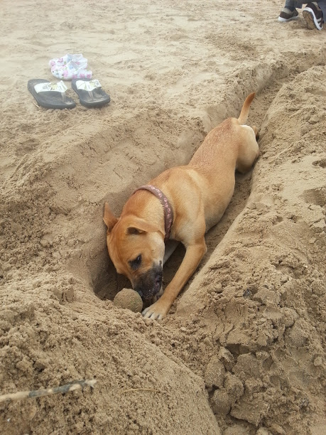 Bella's (staff x abd, 11 months old) day at the beach 20130505_141722