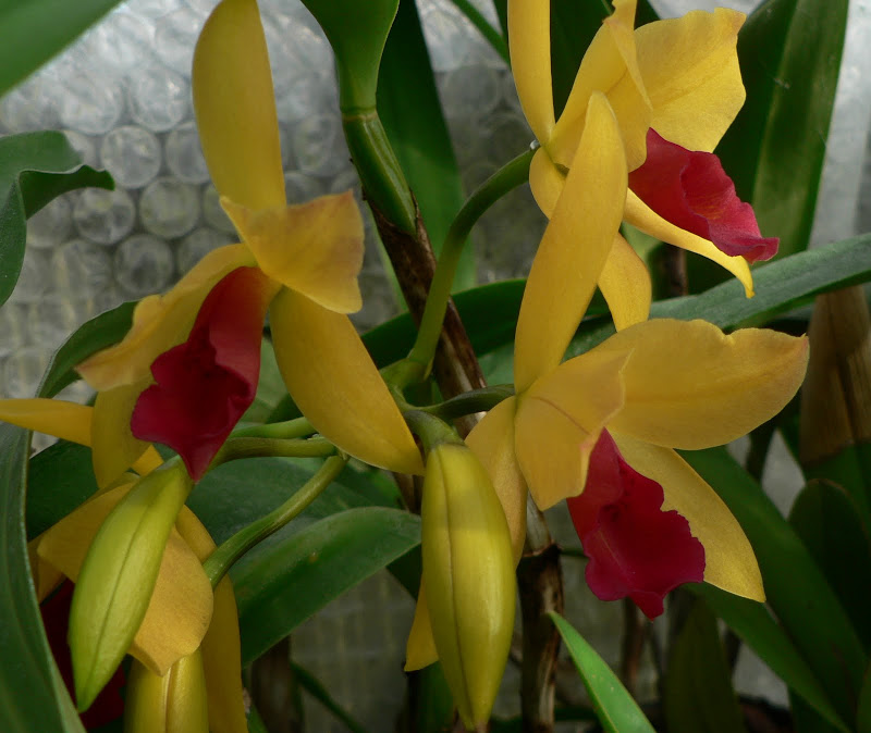 lc gold digger orchid jungle P1070310