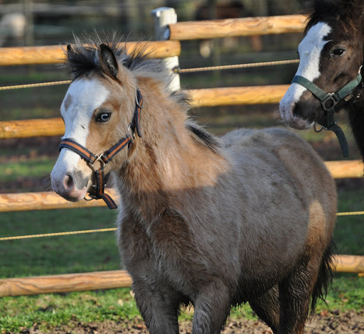 Poneys "Welsh A" (et K) - Page 3 DSC_0237