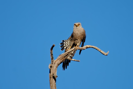 Falconiformes. sub Falconidae - sub fam Falconinae - gênero Falco - Página 2 20080824-074107_DSC_4903%252520Faucon%252520de%252520Dickinson