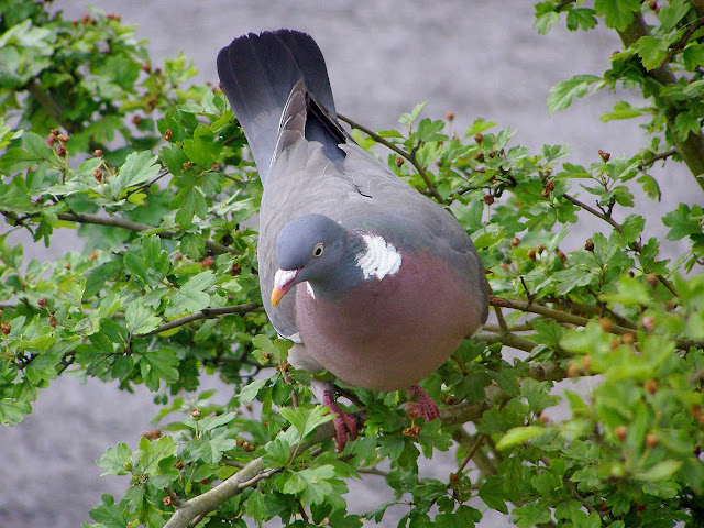 هديل اليمام - صفحة 3 Wood%20Pigeon%2006