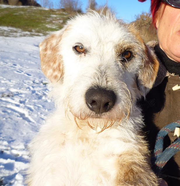 Urgent - BOBBY - x fox 11 mois - Refuge de Digne les Bains (04) BOBBY%252008%2520DEC%25202012%25203