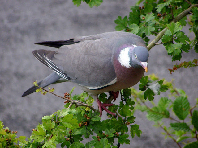 هديل اليمام - صفحة 3 Wood%20Pigeon%2004