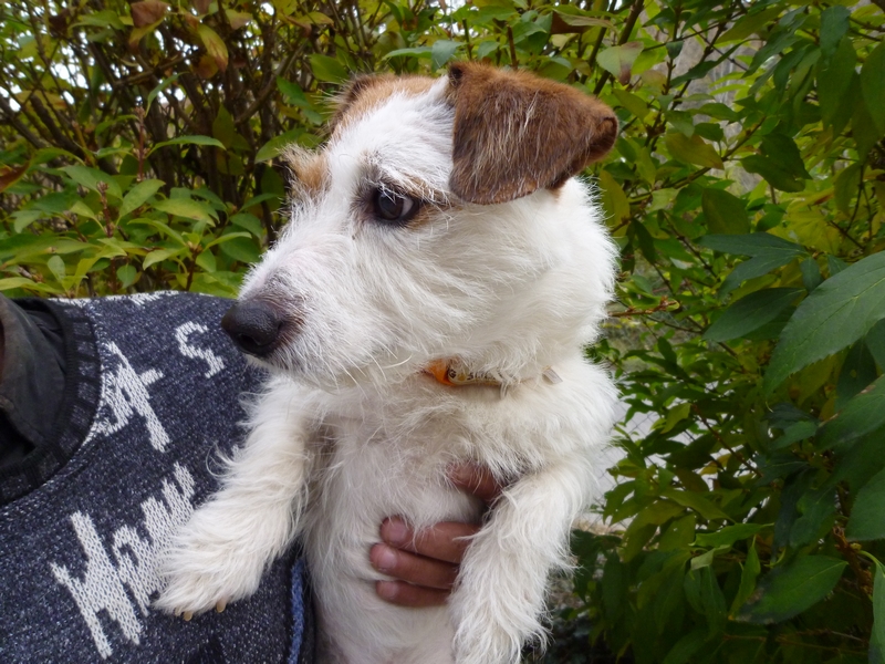 KOKA - x jack russel 5 ans - Chenil Refuge de Digne les Bains (04) KOKA%2525201