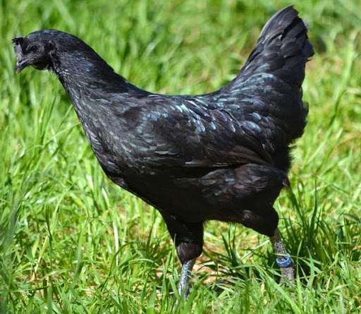 دجاج لامبورغيني الدجاج الاسود أغلى وألذ الدواجن في العالم Ayam-cemani-3%25255B2%25255D