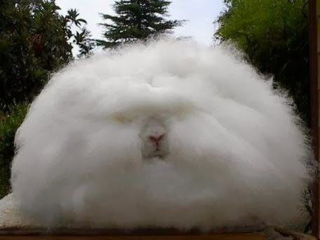 اغرب سبع مخلوقات علي وجه الارض Angora-rabbit051