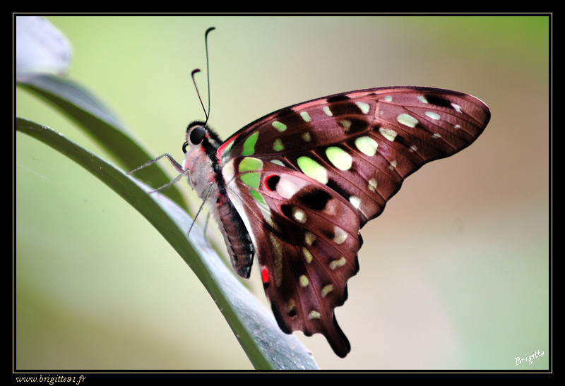 Les papillons (à identifier si vous vous y connaissez...) 041-border