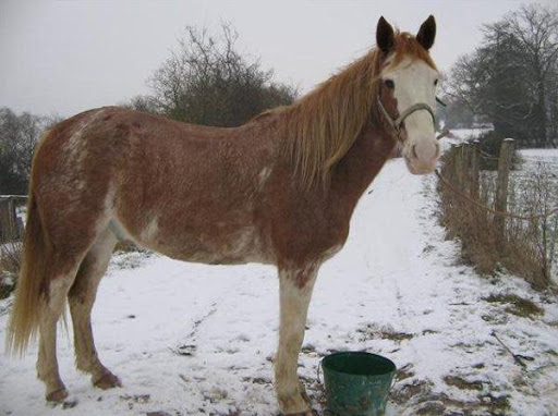 Photos de mes anciens chevaux car j'en supprime Gringo