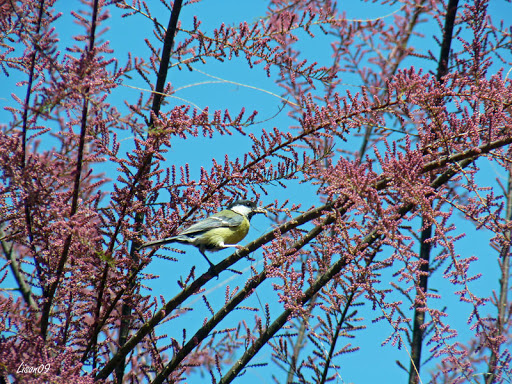 Mésange sur un tamaris M%C3%A9sange%20charbonni%C3%A8re%20015