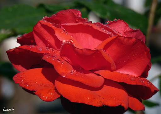 Pluie de roses et roses sous la pluie Rose1070622