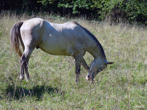 Un cheval....des chevals Cheval1160584