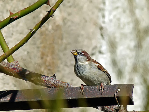 Moineaux du jour Moineau1110154