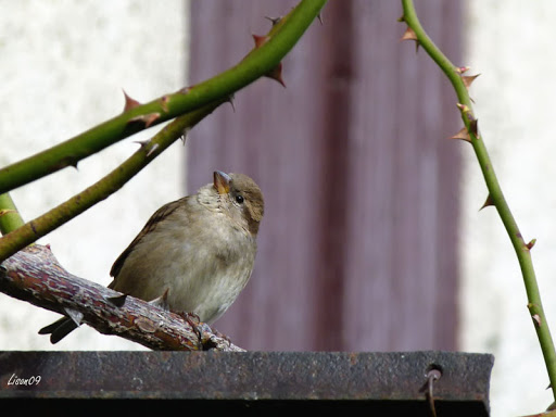 Moineaux du jour MoineauF1120950