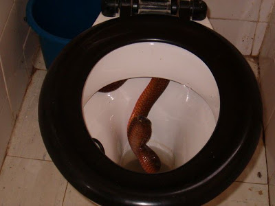 Instead of mushrooms, a Rattlesnake !?! Toilet3