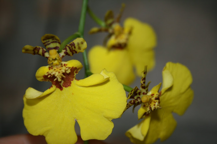 Oncidium Sweet Sugar 'Trésor' IMG_0236