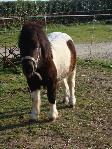 Tomy poney type mini shetland né en 2008 ( à parrainer)  DSC02642