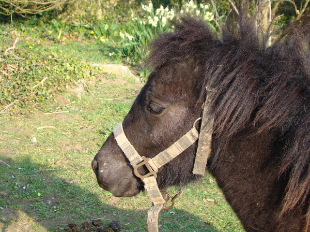 Tomy poney type mini shetland né en 2008 ( à parrainer)  DSC02648