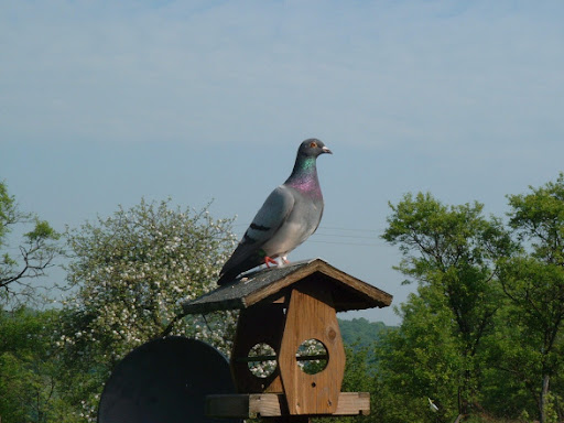 remplacement du fond Pigeon0