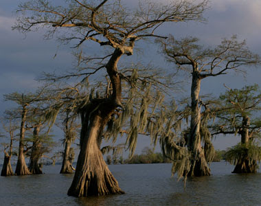 Os 50 lugares mais assustadores do mundo ! Manchac-Swamp