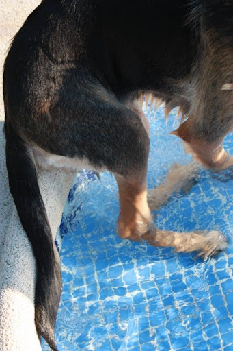 Lola, tirada a pleno son en la perrera derruida, con el femur roto, y en los huesos IMG_4861