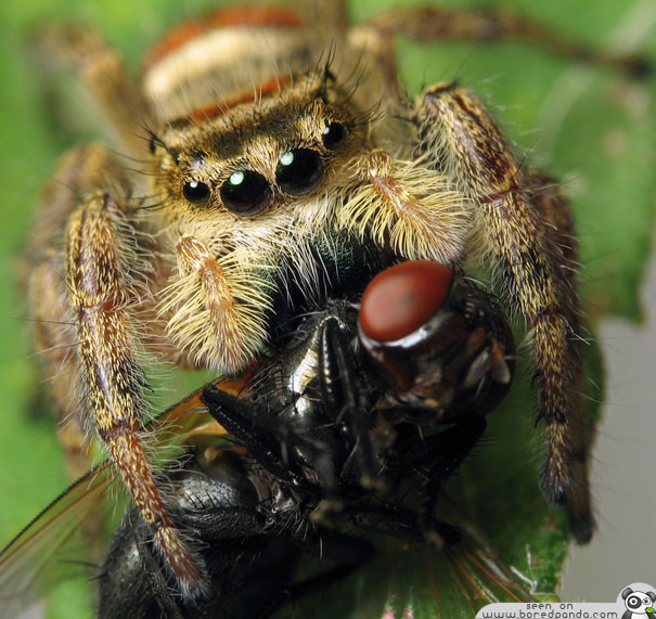 НАЈУБАВИТЕ ПАЈАЦИ НА СВЕТОТ Jumping-Spider-most-beuatiful-spider-in-the-world-14