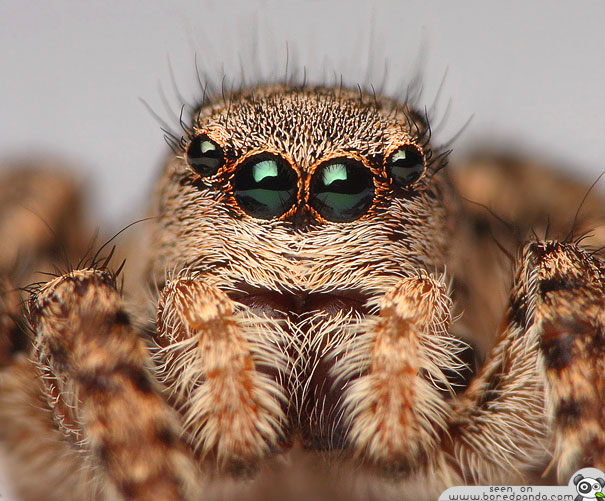 НАЈУБАВИТЕ ПАЈАЦИ НА СВЕТОТ Jumping-Spider-most-beuatiful-spider-in-the-world-20