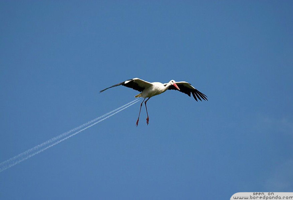 ΚΑΦΕΝΕΣ - Σελίδα 19 Say-NO-to-Photoshop-Do-Forced-Perspectives-stork