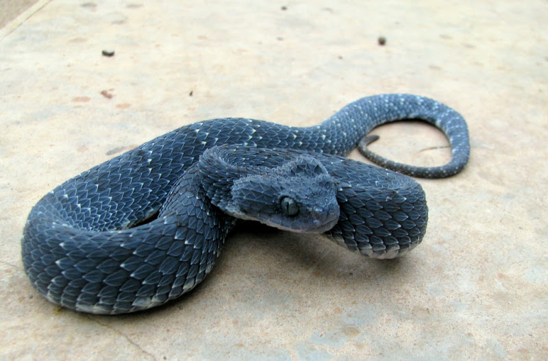 Lovers of Atheris... IMG_2462