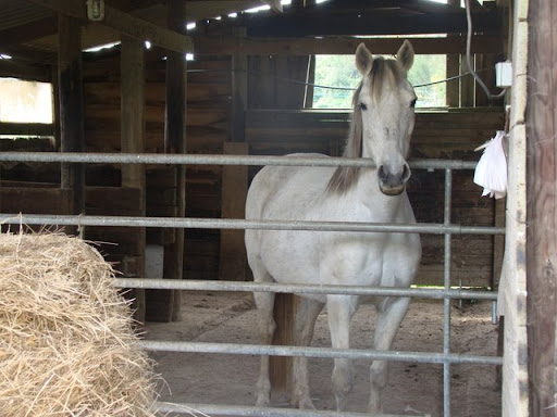 La vie au Ranch .. - Page 6 DSC00184