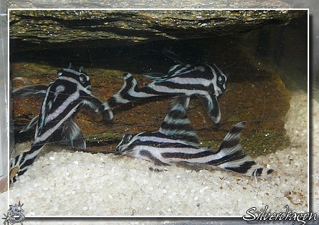 Hypancistrus zebra (L 046) 3%20zebras