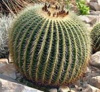 الصباريات كيفية زراعتها والعناية بها Cactuses 7%5B3%5D