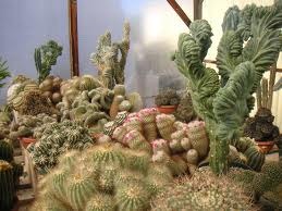 الصباريات كيفية زراعتها والعناية بها Cactuses 71%5B3%5D