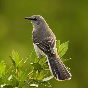 Hoa Dại ở Texas Multi_mockingbird