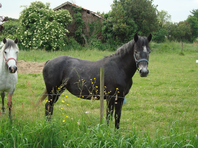 Toscane de Jau Mai%202009