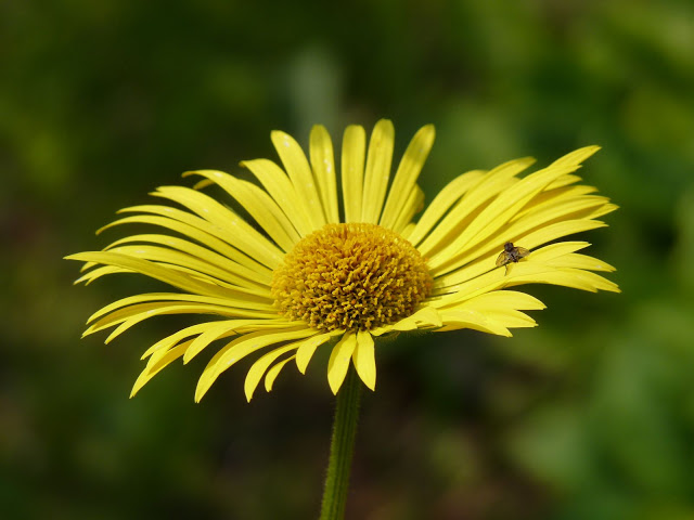 photos du 2 mai Marguerite%20jaune