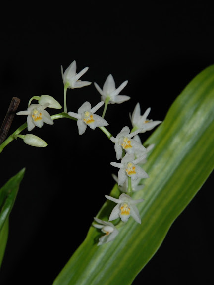 Une petite blanche en fleur! CSC_1170