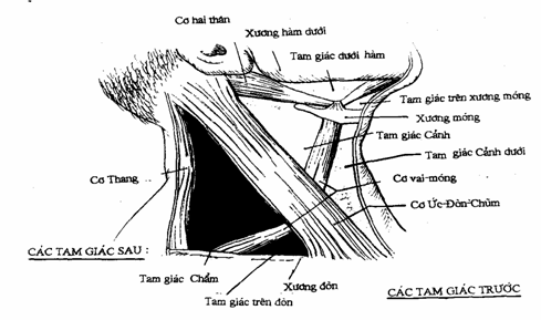 UNG THƯ THANH QUẢN - HẠ HỌNG  Image002