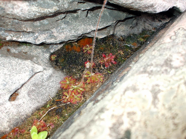 Plantas carnívoras na Chapada Diamantina, Bahia, Brasil Chapada%20Diamantina%20%2826%29