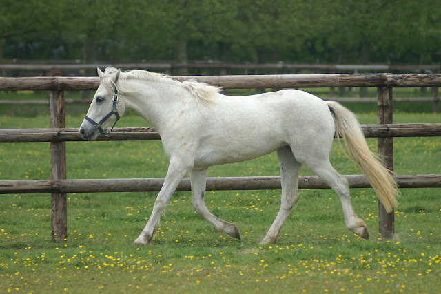 Elevage Evince, poneys Welsh et Connemara - Page 5 PICT0339