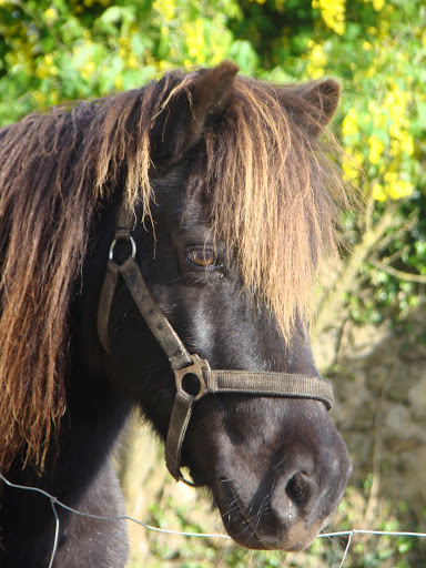 Poly poney type shetland de 15 ans ( a parrainer) DSC05827