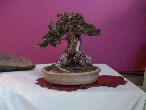 XX CONGRESO NACIONAL DE BONSAI, BENALMADENA 2007 IMGP0761