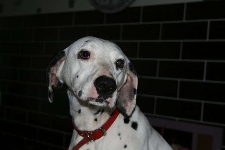 [ADOPTEE]LOUNA - Dalmatien F - 2 ans - en FA (62) - asso dalmaSF IMG_5411