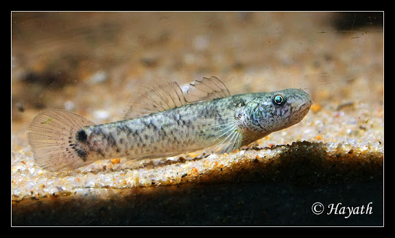 les gobies et les éléotridés présent à Jardiland-Lattes  IMG_2485