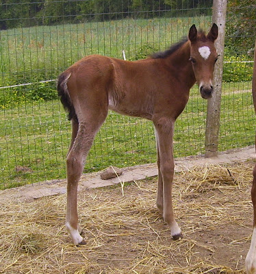 Bébés 2009 à Iberic Arabians 10%20mai%2009diego