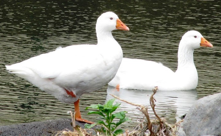 Aves nos Açores Gansos