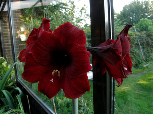 Hippeastrum P6130345