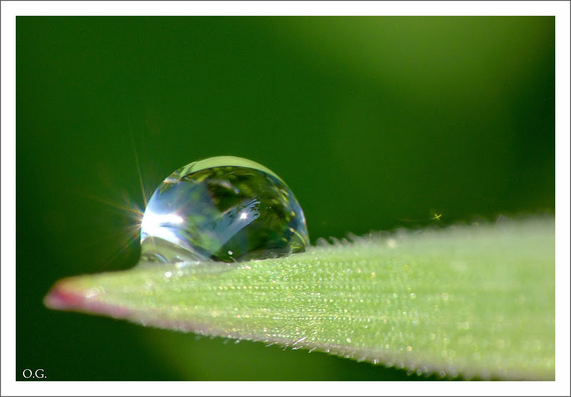 rosée du matin (suite) Rosee2-14-04-2010