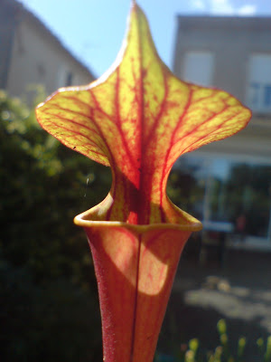 Sarracenia par ci, Sarracenia par là SFRB02