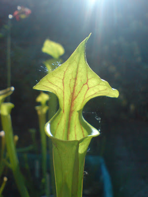 Sarracenia par ci, Sarracenia par là SFRB%20%27claret%27